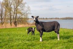 Pose nere delle pecore della madre per il fotografo con il suo agnello neonato nei precedenti fotografia stock libera da diritti Pose nere delle pecore della madre per il fotografo con il suo agnello neonato nei precedenti fotografia stock libera da diritti
