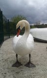 posera swan arkivfoto posera swan arkivfoto