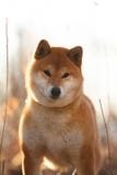 Posi??o vermelha bonito do c?o do inu do shiba na grama na floresta no por do sol dourado na mola imagens de stock royalty free Posi??o vermelha bonito do c?o do inu do shiba na grama na floresta no por do sol dourado na mola imagens de stock royalty free