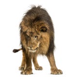 Position de lion, regardant vers le bas, Panthera Lion, 10 années, isolat images stock Position de lion, regardant vers le bas, Panthera Lion, 10 années, isolat images stock