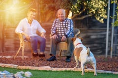 Positiv bild av lyckliga pensionärer som spelar i hund royaltyfria bilder Positiv bild av lyckliga pensionärer som spelar i hund royaltyfria bilder