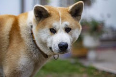 Posição bonita do cão de akita no jardim fora imagens de stock Posição bonita do cão de akita no jardim fora imagens de stock