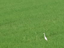 Posição do pássaro do Egret em um campo do arroz apenas fotos de stock Posição do pássaro do Egret em um campo do arroz apenas fotos de stock