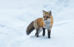Pospolici Czerwonego lisa Vulpes vulpes spojrzenia dla jedzenia na zimy ` s dniu Nieuchwytny nieśmiały zwierzę komes z drewien Fotografia Royalty Free Pospolici Czerwonego lisa Vulpes vulpes spojrzenia dla jedzenia na zimy ` s dniu Nieuchwytny nieśmiały zwierzę komes z drewien Fotografia Royalty Free