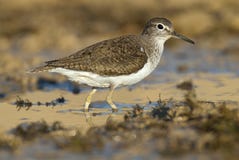Pospolity Sandpiper - Actitis Hypoleucos zdjęcie royalty free Pospolity Sandpiper - Actitis Hypoleucos zdjęcie royalty free