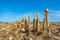 Post-harvest residues of corn on the field before being processed into the soil as organic
