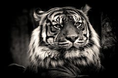 Poster Tiger In Black And White Colour Royalty Free Stock Photography