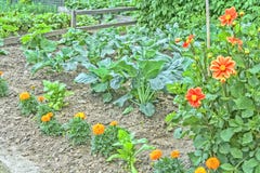 Potager décoratif avec des légumes et des fleurs image stock Potager décoratif avec des légumes et des fleurs image stock