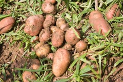 Potatis fotografering för bildbyråer Potatis fotografering för bildbyråer