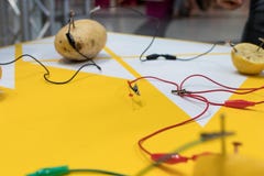 Potato battery STEM activity with potatoes, lemons, alligator cl stock image Potato battery STEM activity with potatoes, lemons, alligator cl stock image