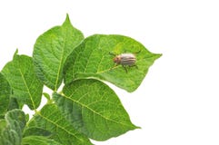 Potato Bug Stock Photos Potato Bug Stock Photos