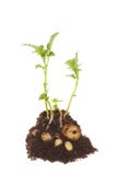Potato Plant Royalty Free Stock Images