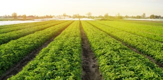 Potato plantations are grow on the field on a sunny day. Growing organic vegetables in the field. Vegetable rows. Agriculture.