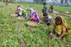 In winter some Local farmers are on potato harvesting field in Thakurgong, Bangladesh. The potato ranks first among the world`s most important food crops. In stock photography In winter some Local farmers are on potato harvesting field in Thakurgong, Bangladesh. The potato ranks first among the world`s most important food crops. In stock photography