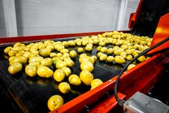 Potato sorting, processing and packing factory stock images Potato sorting, processing and packing factory stock images