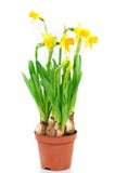 Potenciômetro dos daffodils fotos de stock Potenciômetro dos daffodils fotos de stock