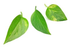 Pothos image libre de droits Pothos image libre de droits