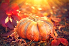 Potiron d'Autumn Halloween Potiron orange au-dessus de fond de nature photos libres de droits Potiron d'Autumn Halloween Potiron orange au-dessus de fond de nature photos libres de droits