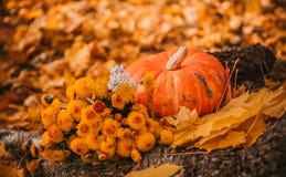 Potiron et fleurs jaunes sur un fond d'automne avec les feuilles tombées photo stock Potiron et fleurs jaunes sur un fond d'automne avec les feuilles tombées photo stock