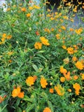 potrait of beautiful orange flowers