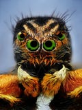 Potrait der springenden Spinne mit grünen Augen stockbilder Potrait der springenden Spinne mit grünen Augen stockbilder