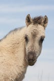 Potro de un caballo del konik Fotografía de archivo Potro de un caballo del konik Fotografía de archivo
