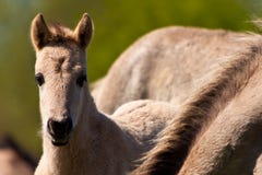 Potro del caballo de Konik Imágenes de archivo libres de regalías Potro del caballo de Konik Imágenes de archivo libres de regalías