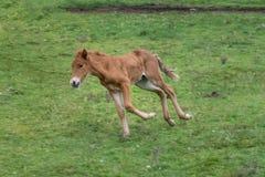 Potro islandês do cavalo que suporta ao redor em um campo verde fotografia de stock Potro islandês do cavalo que suporta ao redor em um campo verde fotografia de stock