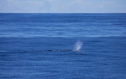 Potvis, кашалот, macrocephalus Physeter стоковая фотография Potvis, кашалот, macrocephalus Physeter стоковая фотография