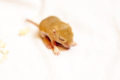 Pouco bebê bonito do rato que senta-se no assoalho branco Liberação nova cédula remodelada do dólar foto de stock Pouco bebê bonito do rato que senta-se no assoalho branco Liberação nova cédula remodelada do dólar foto de stock
