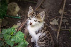 Pouco gatinho bonito para sentar-se na terra imagem de stock Pouco gatinho bonito para sentar-se na terra imagem de stock