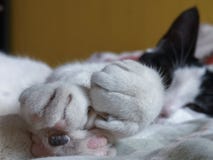 Pouco gato preto e branco pronto para a sesta fotografia de stock Pouco gato preto e branco pronto para a sesta fotografia de stock