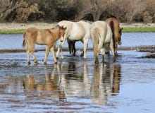 Poulain de cheval sauvage de la rivière Salt en rivière images stock Poulain de cheval sauvage de la rivière Salt en rivière images stock