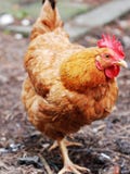 Poule photographie stock libre de droits Poule photographie stock libre de droits