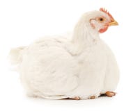 Poule blanche Photos stock Poule blanche Photos stock