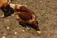 Poule de Brown mangeant le gros morceau de potatoe photo libre de droits Poule de Brown mangeant le gros morceau de potatoe photo libre de droits