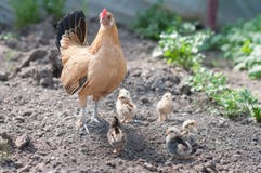 Poule et poulets 2 image libre de droits Poule et poulets 2 image libre de droits