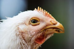 Poulet chauve et malade image stock Poulet chauve et malade image stock