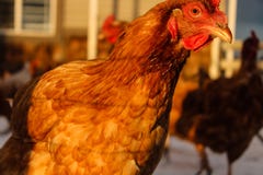 Poulet dans le stylo de ferme photos stock Poulet dans le stylo de ferme photos stock