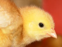 Poulet de chéri photographie stock libre de droits Poulet de chéri photographie stock libre de droits