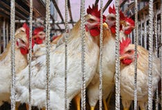 Poulets dans une cage prête pour la vente sur le marché arabe Images stock Poulets dans une cage prête pour la vente sur le marché arabe Images stock