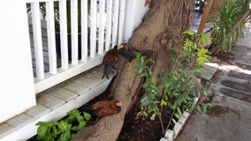 Poulets de Key West photo stock Poulets de Key West photo stock