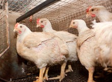 Poulets à rôtir dans une cage à la ferme avicole photos libres de droits Poulets à rôtir dans une cage à la ferme avicole photos libres de droits