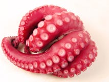 Poulpe