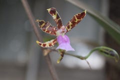Pourpre et orchid?e sauvage jaune photographie stock libre de droits Pourpre et orchid?e sauvage jaune photographie stock libre de droits