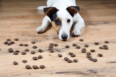 Poursuivez Jack Russell sur le plancher avec la nourriture des FO de beaucoup de pieses attendant pour commencer à manger image libre de droits Poursuivez Jack Russell sur le plancher avec la nourriture des FO de beaucoup de pieses attendant pour commencer à manger image libre de droits