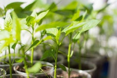 pousses cultivées par jeunes plantes de paprika dans des tasses sur le rebord de fenêtre image libre de droits pousses cultivées par jeunes plantes de paprika dans des tasses sur le rebord de fenêtre image libre de droits