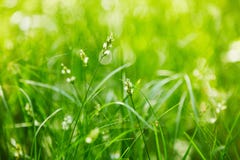 Pousses d'une jeune herbe verte sur un fond trouble foncé en parc photographie stock Pousses d'une jeune herbe verte sur un fond trouble foncé en parc photographie stock