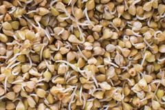 Pousses de texture verte de modèle de fond de sarrasin Le Vegan a germé des pousses Nourriture de gruau de sarrasin d'alimentatio photo stock Pousses de texture verte de modèle de fond de sarrasin Le Vegan a germé des pousses Nourriture de gruau de sarrasin d'alimentatio photo stock