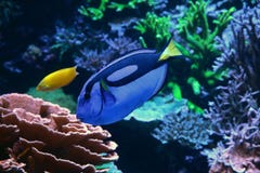 Powder blue surgeonfish swimming past coral reef Royalty Free Stock Photo Powder blue surgeonfish swimming past coral reef Royalty Free Stock Photo